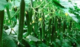 必吃大瓜,那些你不知道的幕后故事